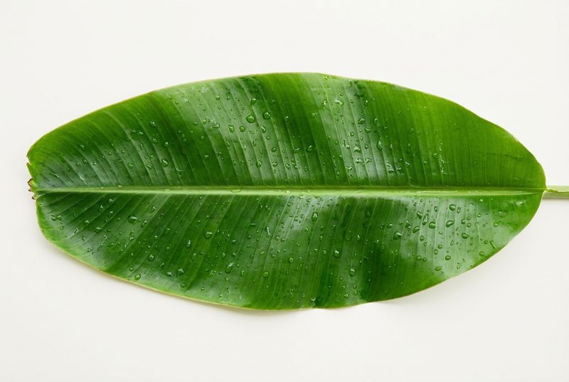 新鲜香蕉叶表面的蜡质层，含有丰富的EGCG抗氧化成分